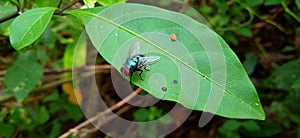 green flies perch on the leaves