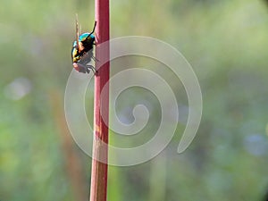 Green flies perched on red stalks