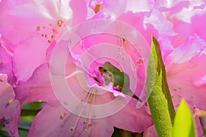 Green flog and Rhododendron flower photo