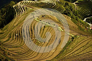 Green flooded terrace rice paddies in China