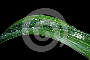 Green floral leaf and rain drops isolated on a black background.