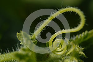 Green floral tendril photo