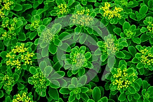 Green flower