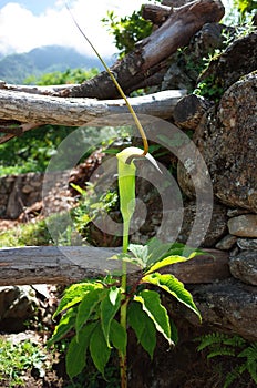 Green flower - Arisaema tortuosum, the whipcord cobra lily. Nepal