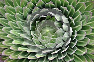 Green flower background