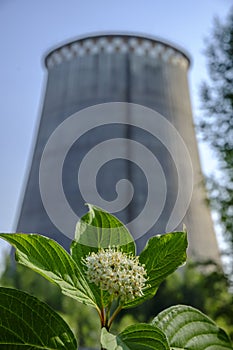 green flower on the background of the CHP chimney