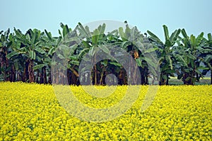 Green flower and banana tree
