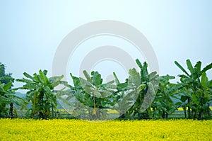 Green flower and banana tree