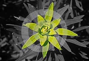 Green Flower on black and white background