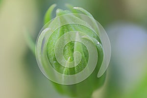 Flower bud, background, macro photographs