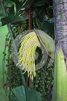 Green flower buds, areca catechu tree photo