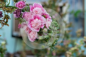 Green flower buds bloom pink petals, and hollyhocks will embellish the beauty of this season!