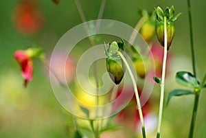 Green flower buds on multicolored background