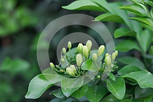 Green Flower Buds on the plant