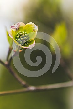 Green flower bulb matte image close