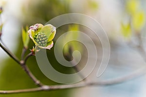 Green flower bulb matte image close up