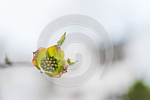 Green flower bulb matte image top down
