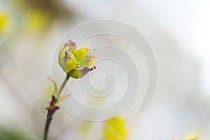 Green flower bulb side perspective