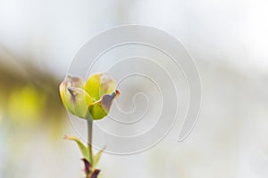 Green flower bulb side perspective close