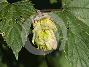 Green flower cones on Common Hop, Humulus Lupulus, close-up, selective focus, shallow DOF