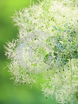 Green flower Cotinus coggygria or Smoketree photo