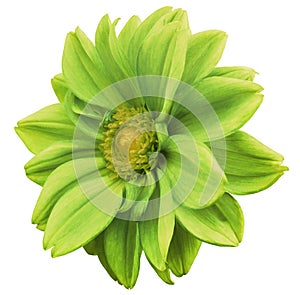 Green flower dahlia, white isolated background with clipping path. Closeup. no shadows. yellow center. side view. for design.