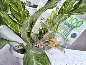 A green flower, euro paper banknotes and an energy-saving lamp. The concept of cost savings and economy, natural energy