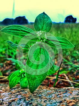 Green Flower evning time view