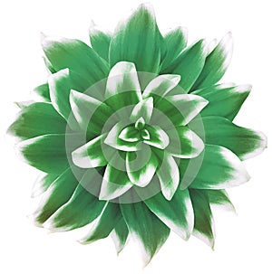 Green flower on isolated white background with clipping path without shadows. Close-up. For design.