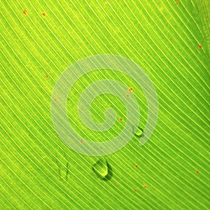 Green flower leaf background with droplets
