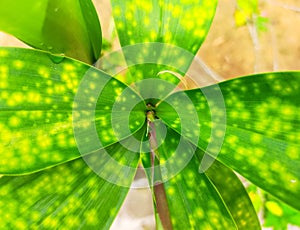 green flower leaves decorated with yellow spots