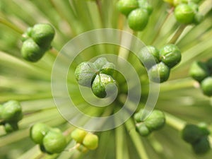 Green flower macro