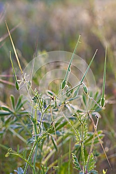 Green flower at a meadow symbolizing fragility