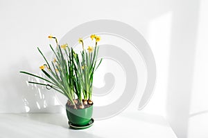 Green flower pot with fresh narcissus on white table background. Spring concept