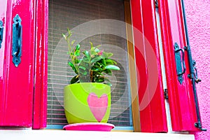 Green flower pot on the window with pink shutters