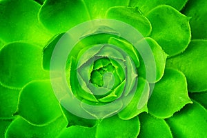 Green flower unfolding, opening with symmetrical petals pattern.