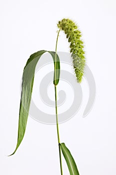Green flower on white background