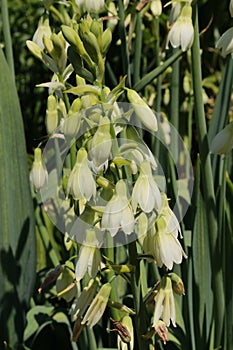 `Green-flowered Galtonia` flowers - Galtonia Viridiflora