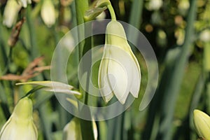 `Green-flowered Galtonia` flowers - Galtonia Viridiflora