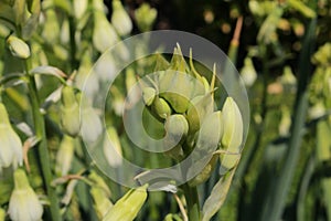 `Green-flowered Galtonia` flowers - Galtonia Viridiflora