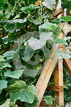 Green flowering cucumber bush weaves on a wooden support