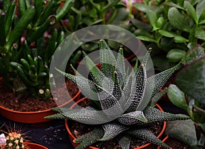 Green Flowering Echeveria, Sedum Succulent House Plants Arrangement pot Background