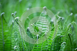 Green flowering fern in spring forest