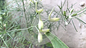 Green flowering plants grow on the street