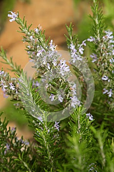 Green flowering rosemary Bush close-up, background, background