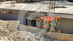 Green flowering shrub between stone and concrete