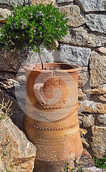 Green flowering tree in a clay pot