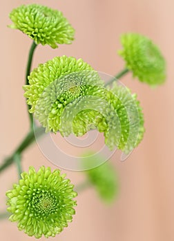 Green flowers