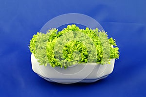 Green flowers on the blue photo
