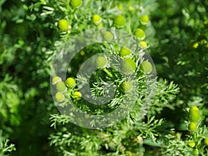 Green flowers chamomile odorous